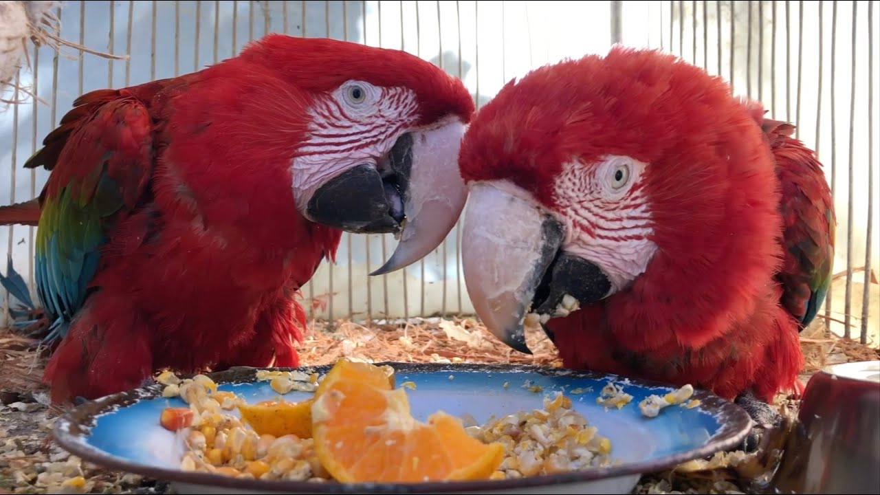 Parque de las Aves Agroflori - Documental