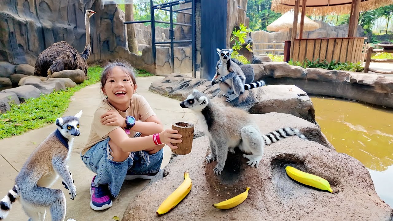Kasih Makan Lemur Madagascar, Burung Unta dan Meerkat - Mengenal Binatang
