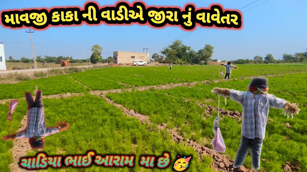 જીરા નું વાવેતર થયું જોરદાર ગામ દેરાળા 🌱ll comedy vlogs ll how to make 