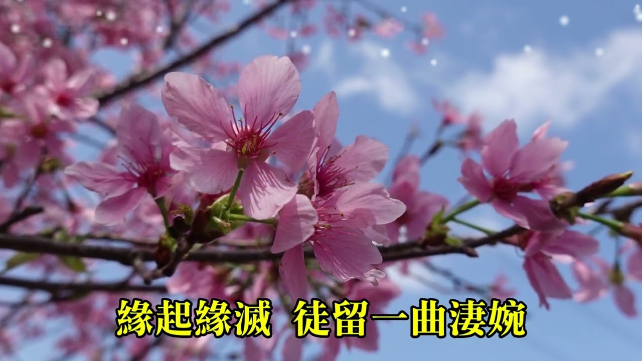 《桃花殤》愐懷年輕早逝的演員 于朦朧  2025 10 17
