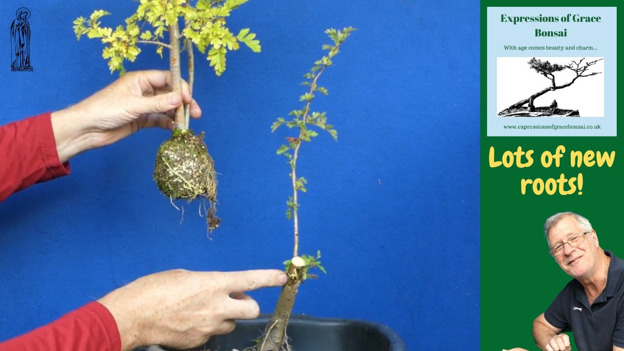 Bonsai for Beginners: Air Layering is EASY (Part 5)
