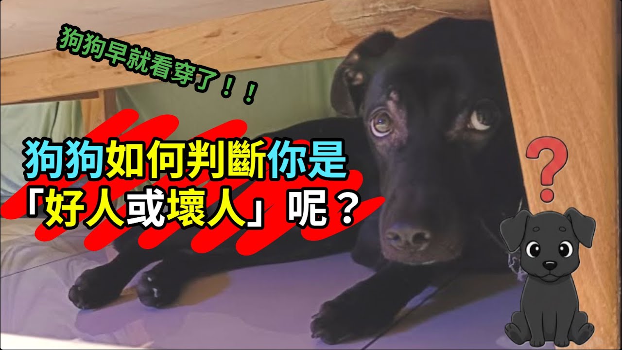狗狗如何判斷「好人或壞人」呢？　#狗狗行為 #寵物心理 #狗狗知識