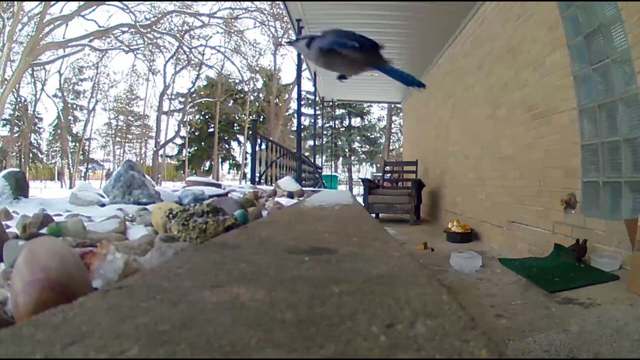 Birds Stealing The Cat Food #bluejay #birds #birdwatching 