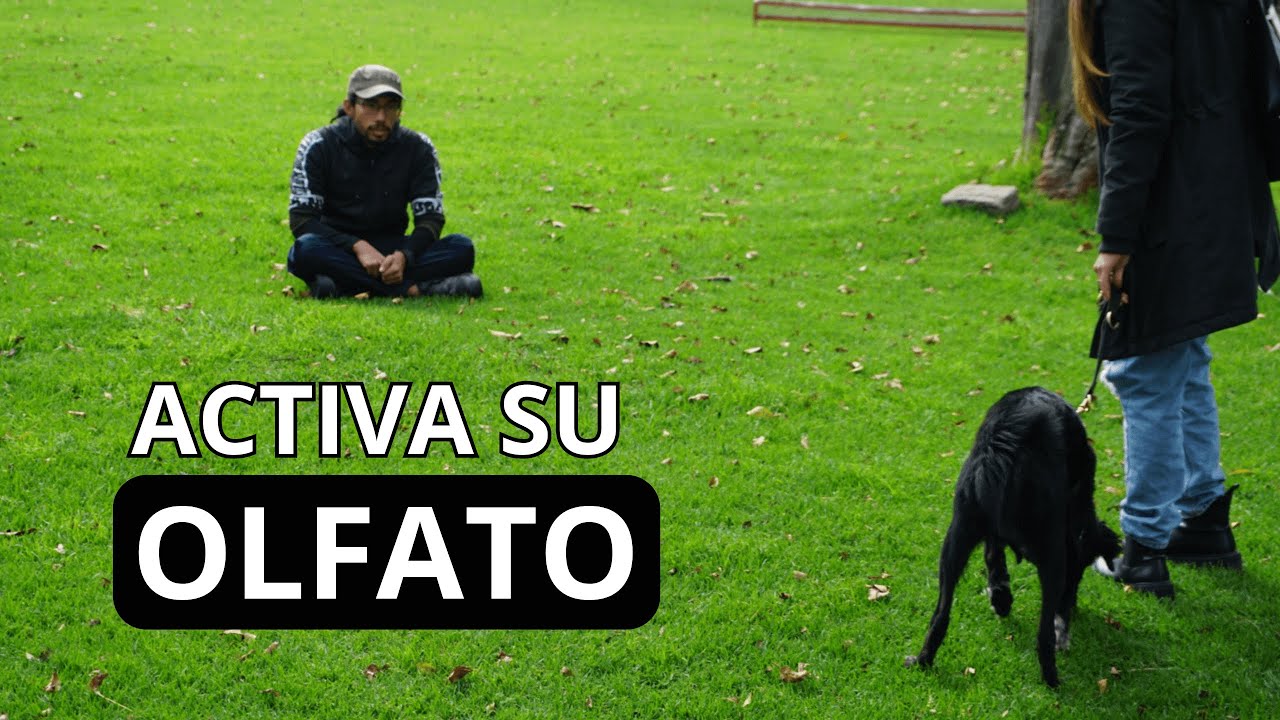 Mejora el COMPORTAMIENTO de tu PERRO con MANTRAILING: Guía Paso a Paso