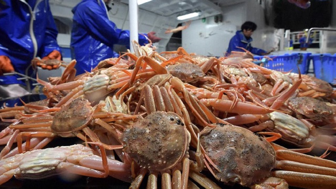 Crab Harvesting & Fishing Technique - Amazing Crab Fishing Catching Skill