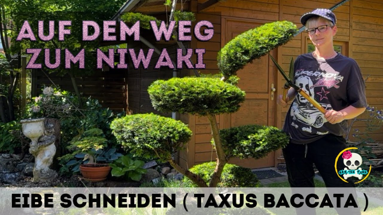 Eibe schneiden ( Taxus Baccata ) Zukünftiger Niwaki