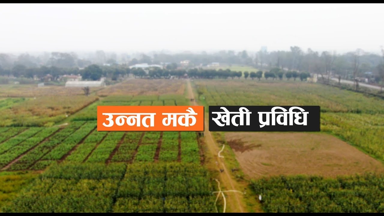मकैखेती गर्ने आधुनिक प्रविधि || Maize Documentary || Agriculture in Nepal || Maize Farming in Nepal