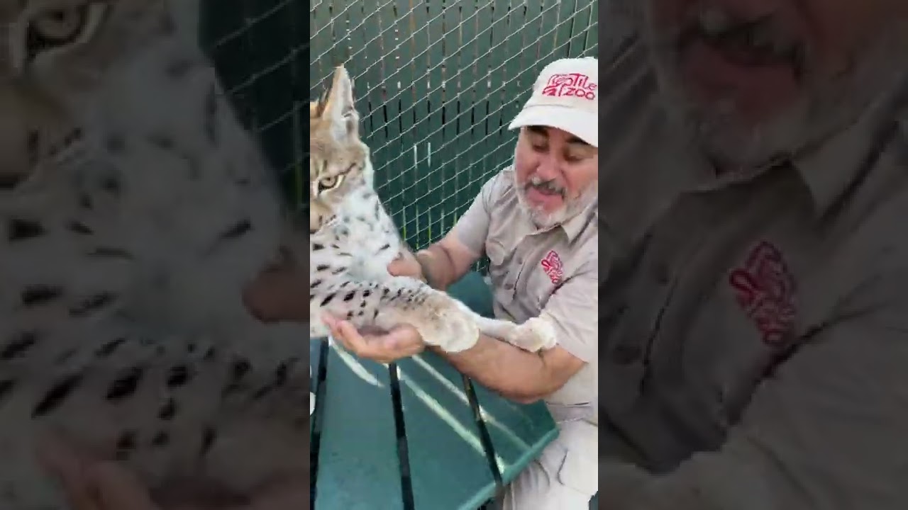 This Lynx Wants To Eat Me 😂 #shorts #animals #cuteanimals #bigcat #lynx #cat #siberian #zoo