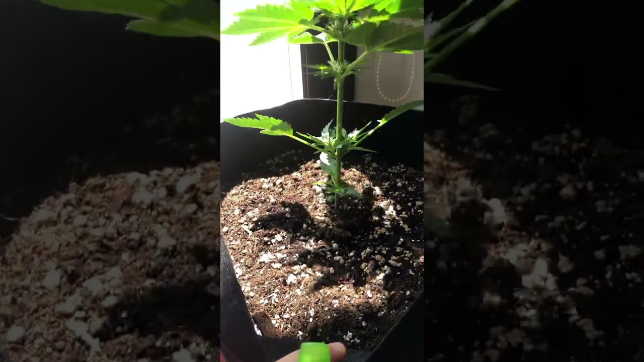 Обрабатываю растения марихуаны от вредителей #growweed #marijuana #grow #organic #outdoor