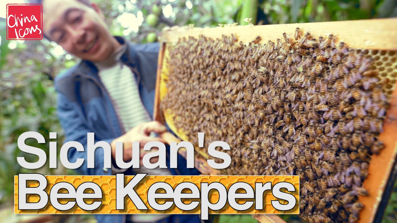 China's Beekeepers and the Bees | A China Icons Video