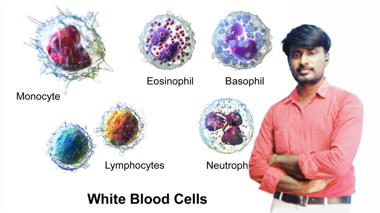 Cells of the immune system | class 12 | Neet | Pgtrb Zoology @MAGESH BIOLOGY FOR NEET IN TAMIL