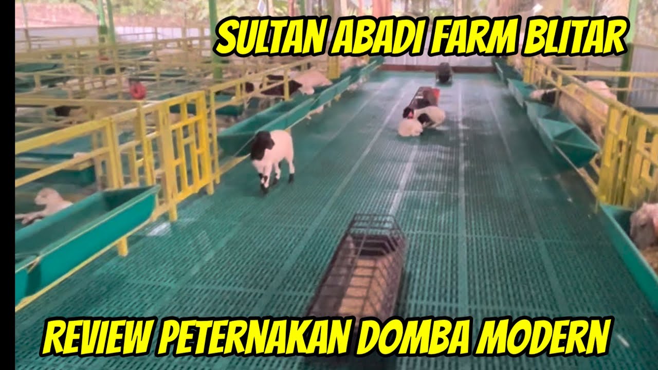 REVIEW PETERNAKAN DOMBA MODERN SULTAN ABADI FARM BLITAR