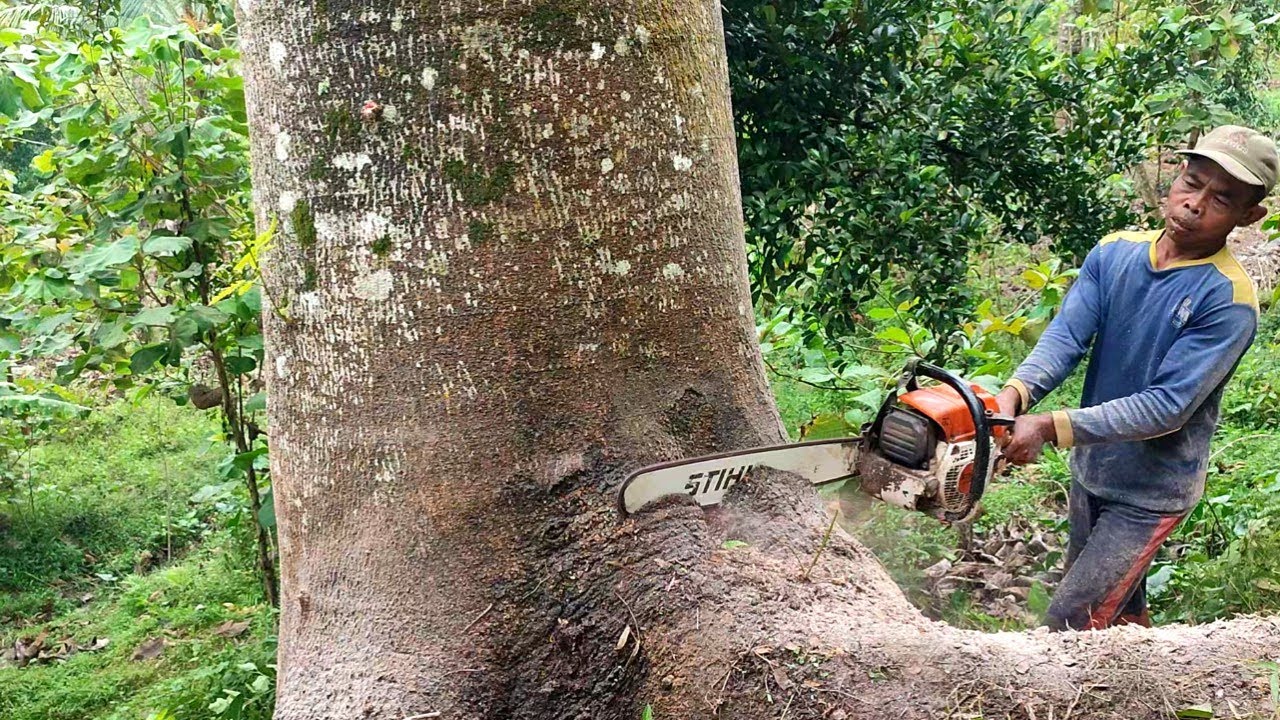 Tebang pohon albasia jumbo lilit 3 meter dengan chainsaw STIHL MS 382