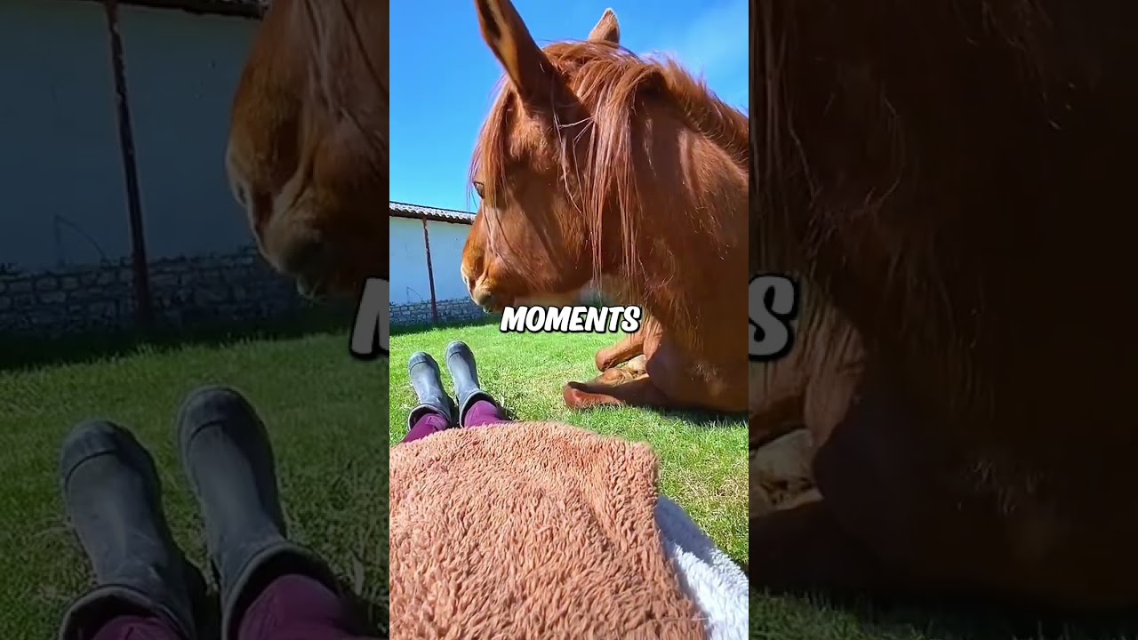 Horse lays down with the owner ❤️
