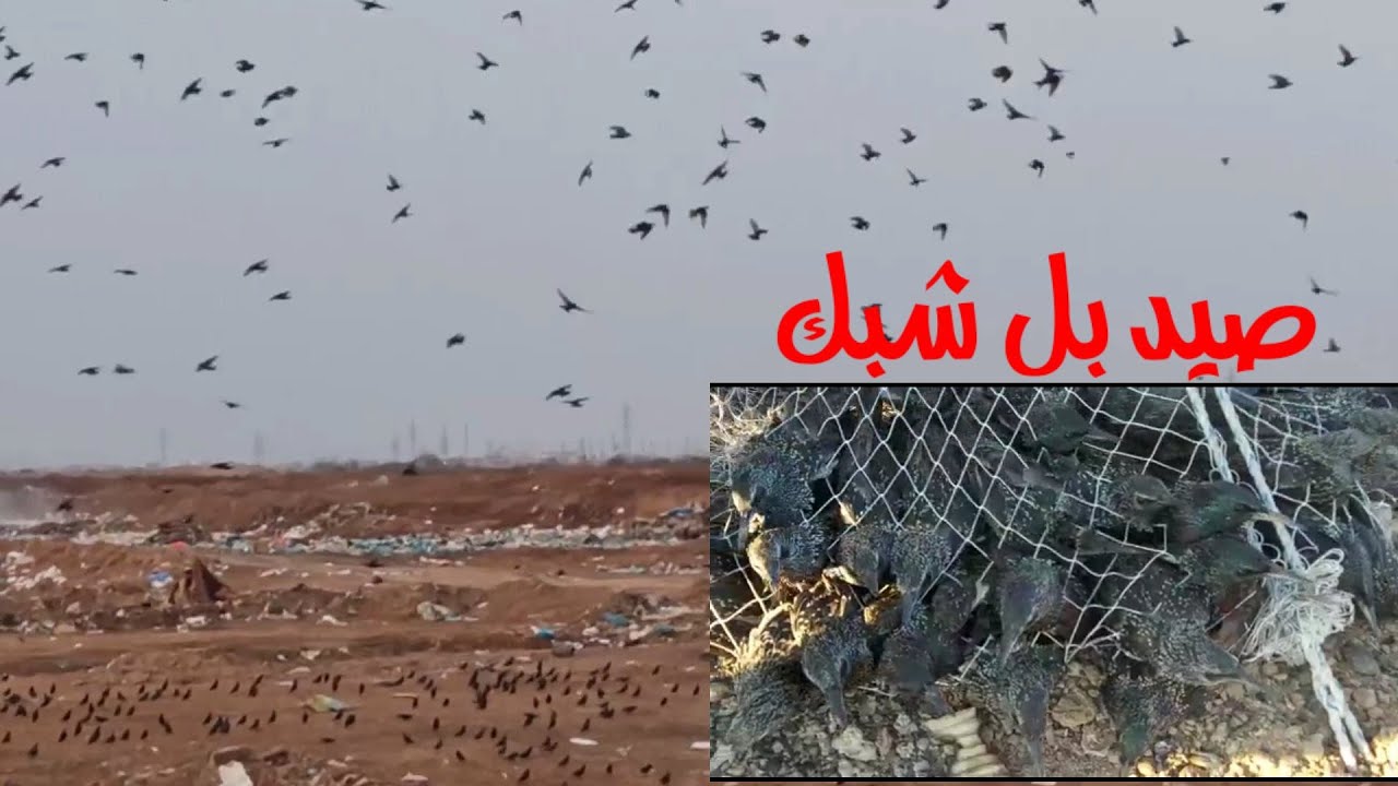 صيد البعيجي الزرزور باستخدام الشبكة صدنه خير من الله ونس فول
