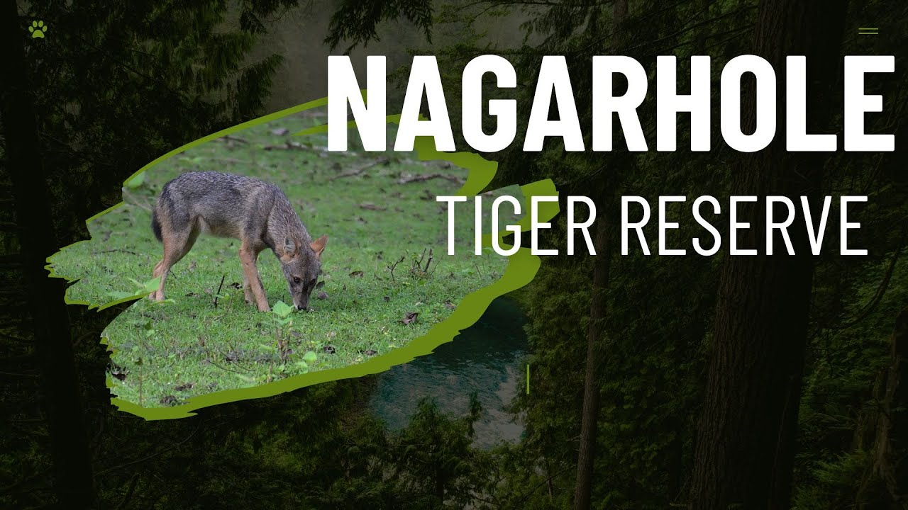 Indian jackal | Nagarhole Tiger Reserve | #youtubeshorts #youtube #subscribers #subscribe #wildlife