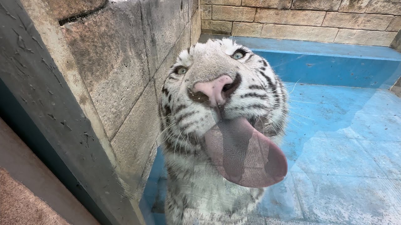 コタくんのアップ💕　2月26日 東武動物公園　ホワイトタイガー
