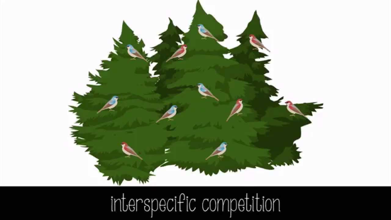 Species Interactions