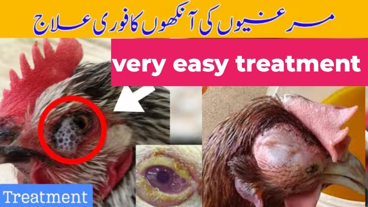 Chicken eye infection causes prevention and treatment کریزے کا علاج