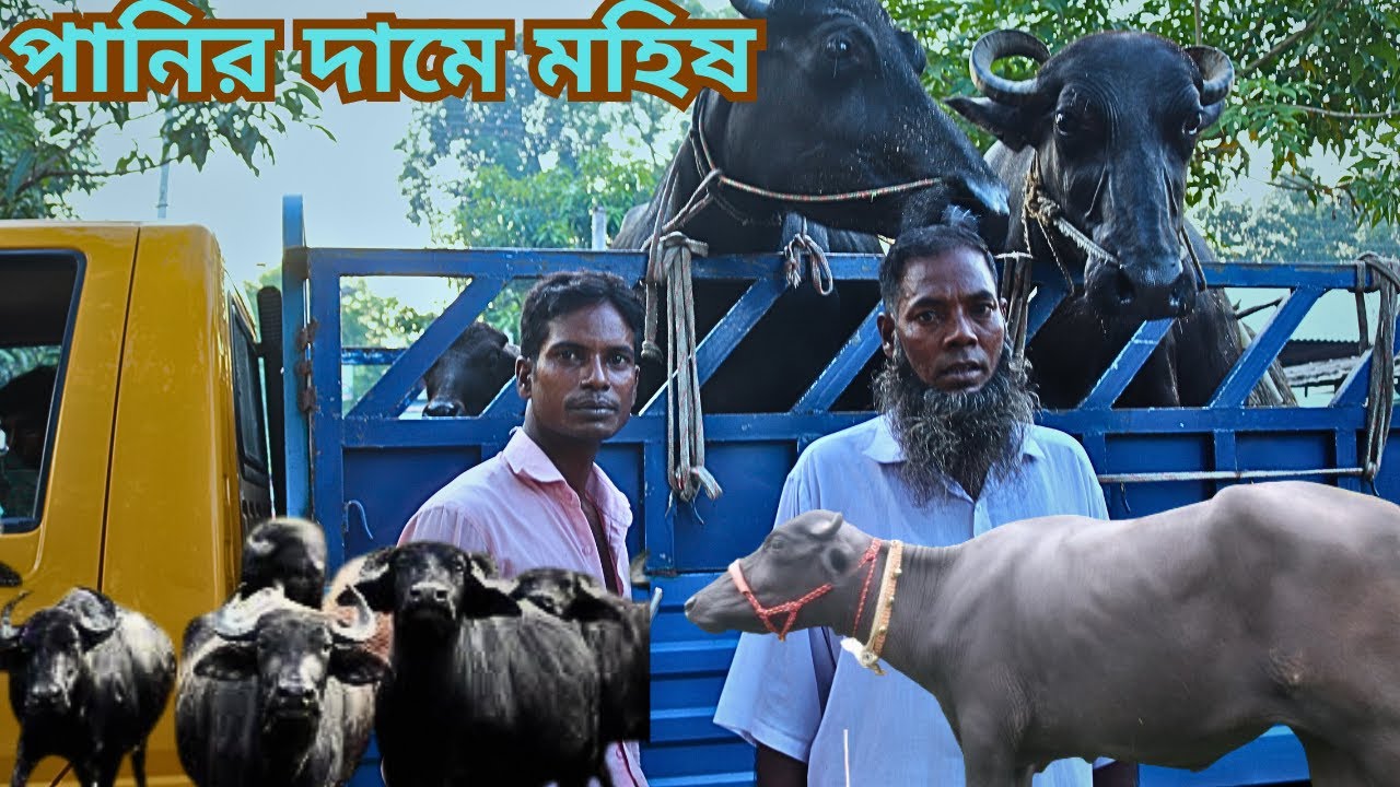 বাবু ভাইয়ের পানির দামে ইন্ডিয়ান বর্ডার ক্রস প্রেগন্যান্ট ও বাচ্চা সহ মহিষ বিক্রি | নতুন কালেকশন