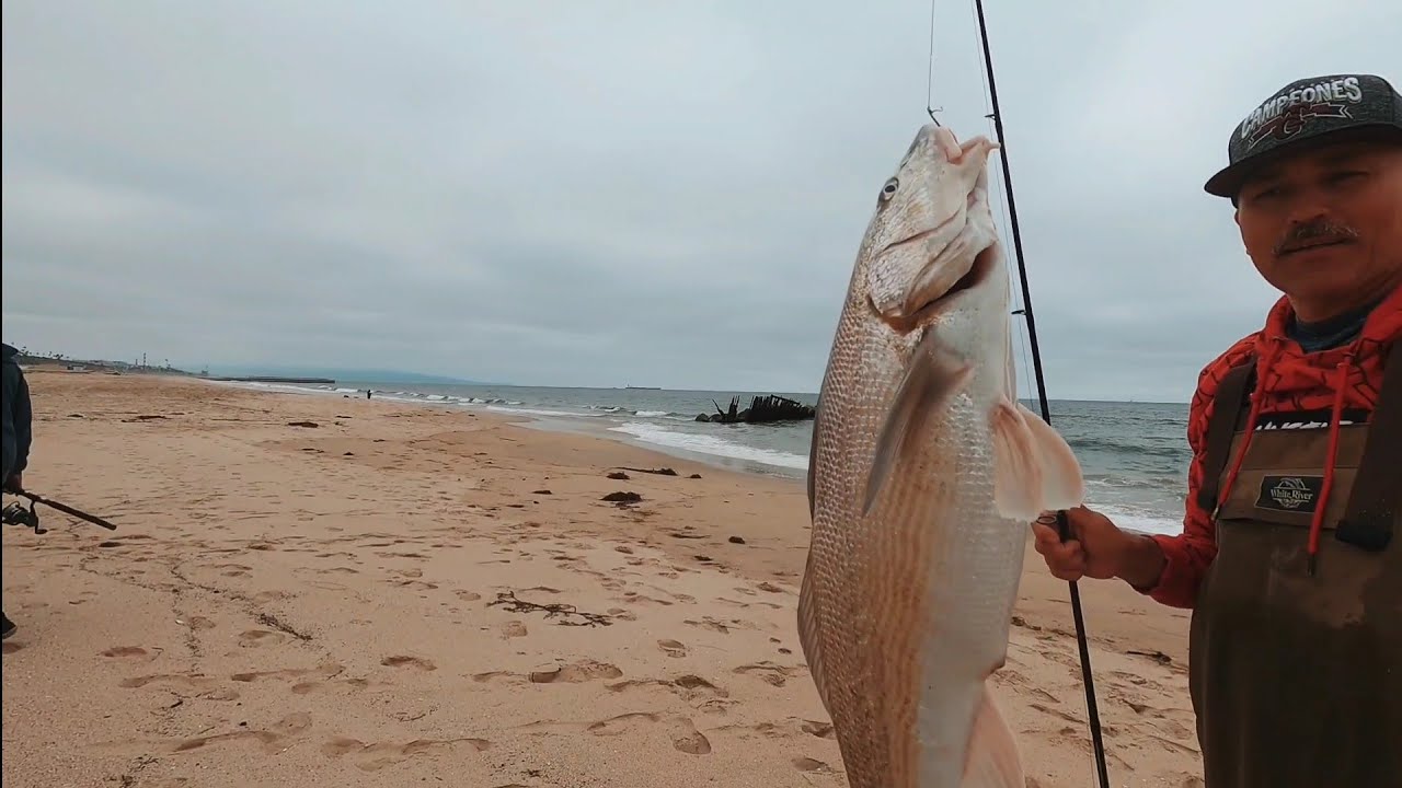 Esta carnada es muy Buena para pescar en las playas/ 👉pesca de orilla/ pescando en playa del rey ca🎣