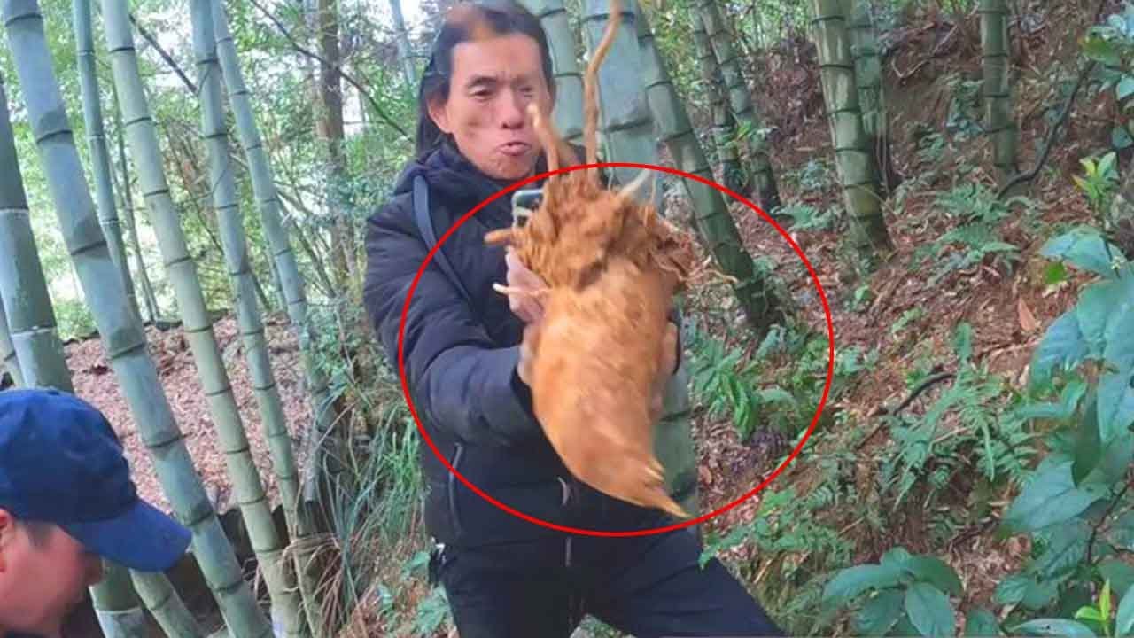 上山挖冬笋，三四个小时挖了一百斤，现挖现煮真美味呀！【莆农阿敏】