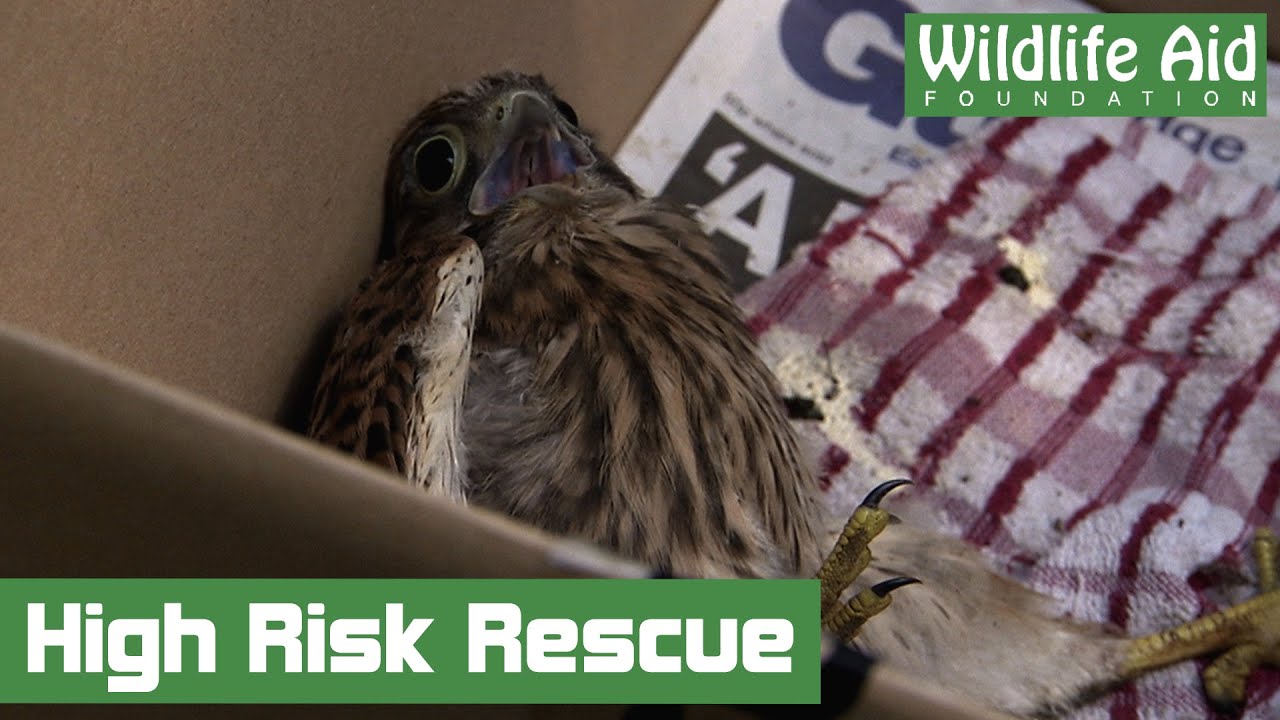 Dangerous Treetop Rescue