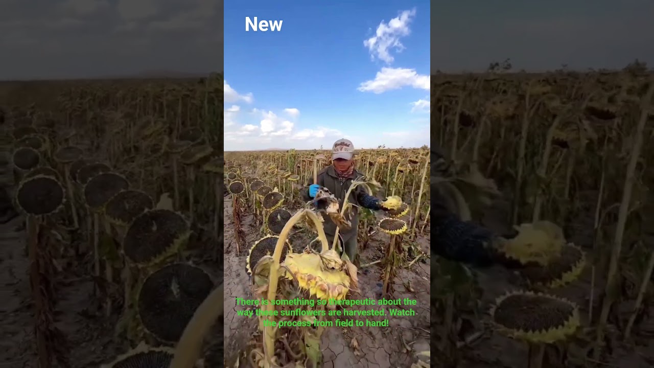 It's the most amazing sunflower harvest you’ll 