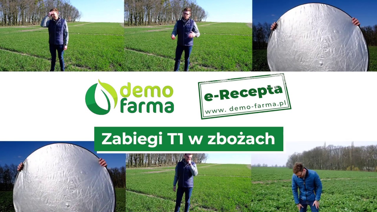 Zabiegi T1 w zbożach