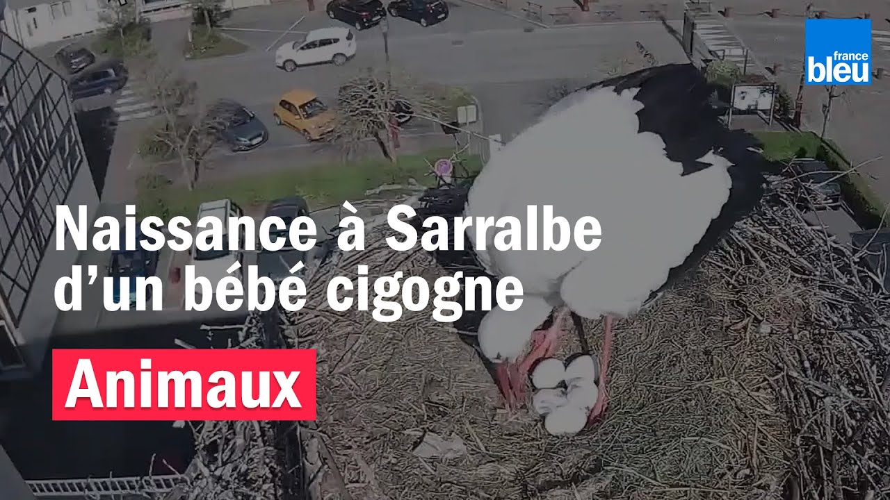Carnet rose : naissance en direct à Sarralbe (Moselle) d'un bébé cigogne