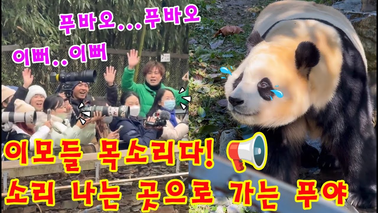 맙소사!!😭 푸바오는 한국 이모들의 목소리가 들리는 곳으로 다가가 한참 동안 그 자리를 지켰습니다💨👀 우리 푸야는 고향의 목소리를 정말 잊지 않았나 봅니다💦💦