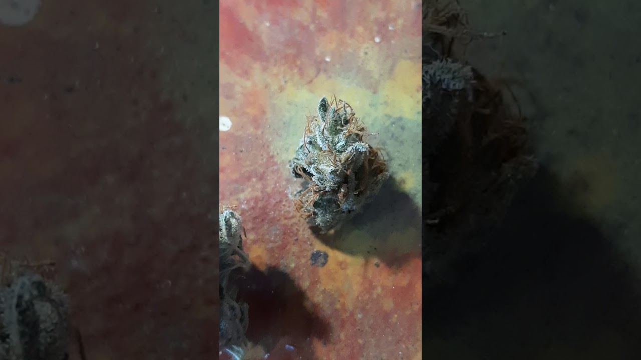 Trich Porn--C99XTHOTDIESEL