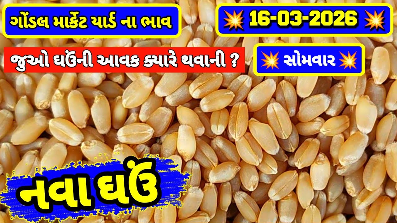 નવા ઘઉં ના ભાવ | 16-03-2026 | ગોંડલ નવા ઘઉંના ભાવ | Wheat Market Price | RJ Gondal Marketing Yard 