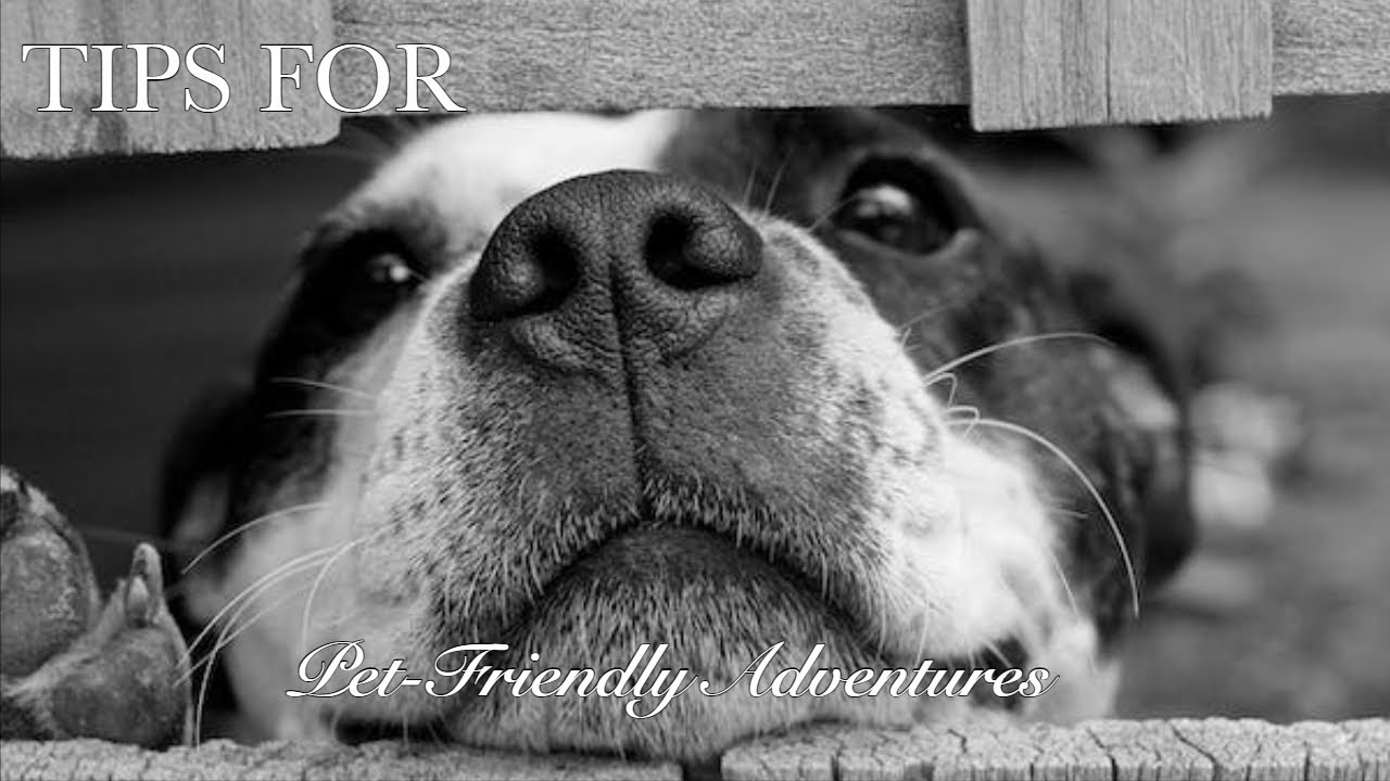 Traveling with Pets: Tips for Pet-Friendly Adventures