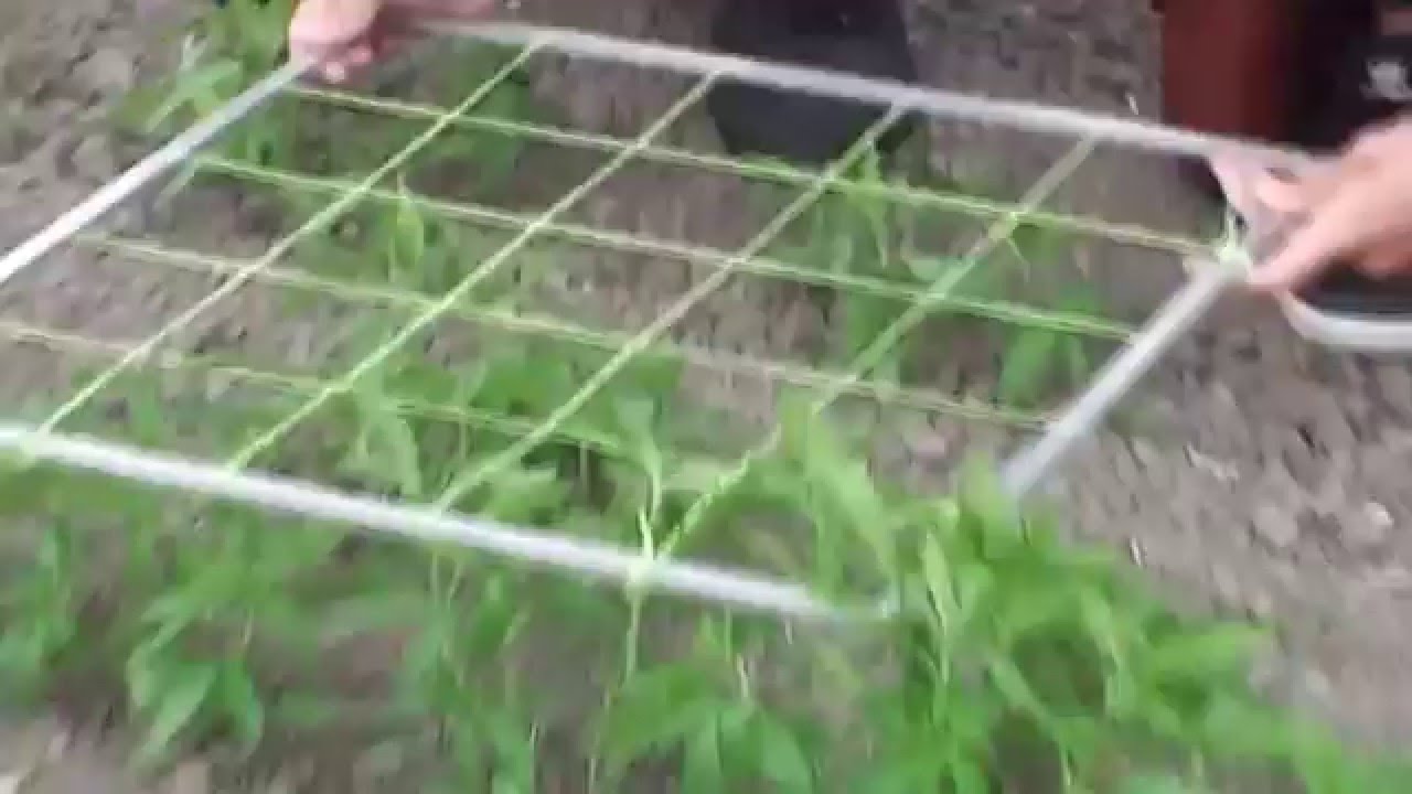 Growing Industrial Hemp - part 2