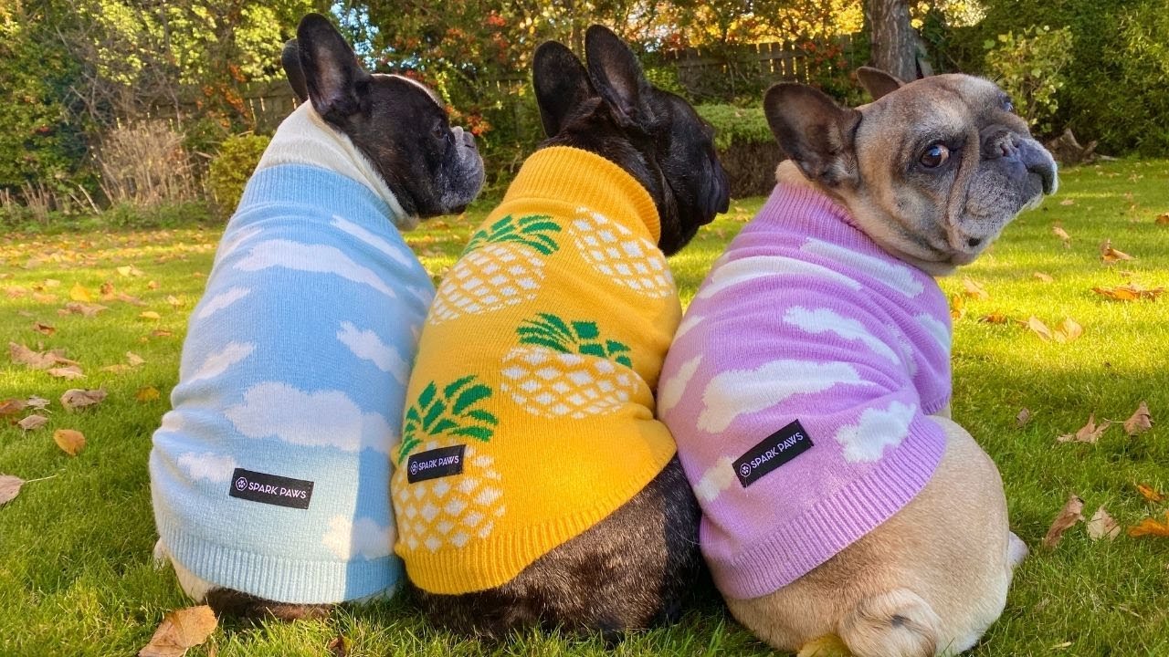 French Bulldogs review... Spark Paws!