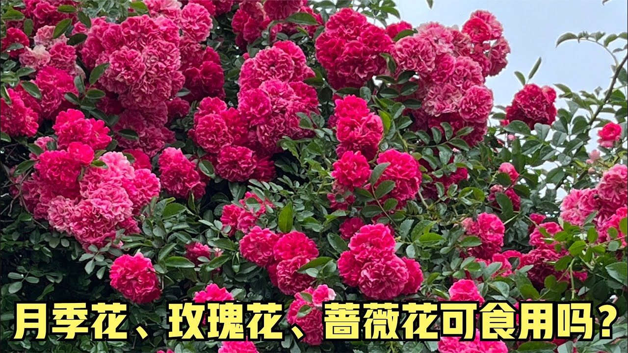 玫瑰花、月季花、蔷薇花都是可以吃的吗？安排！