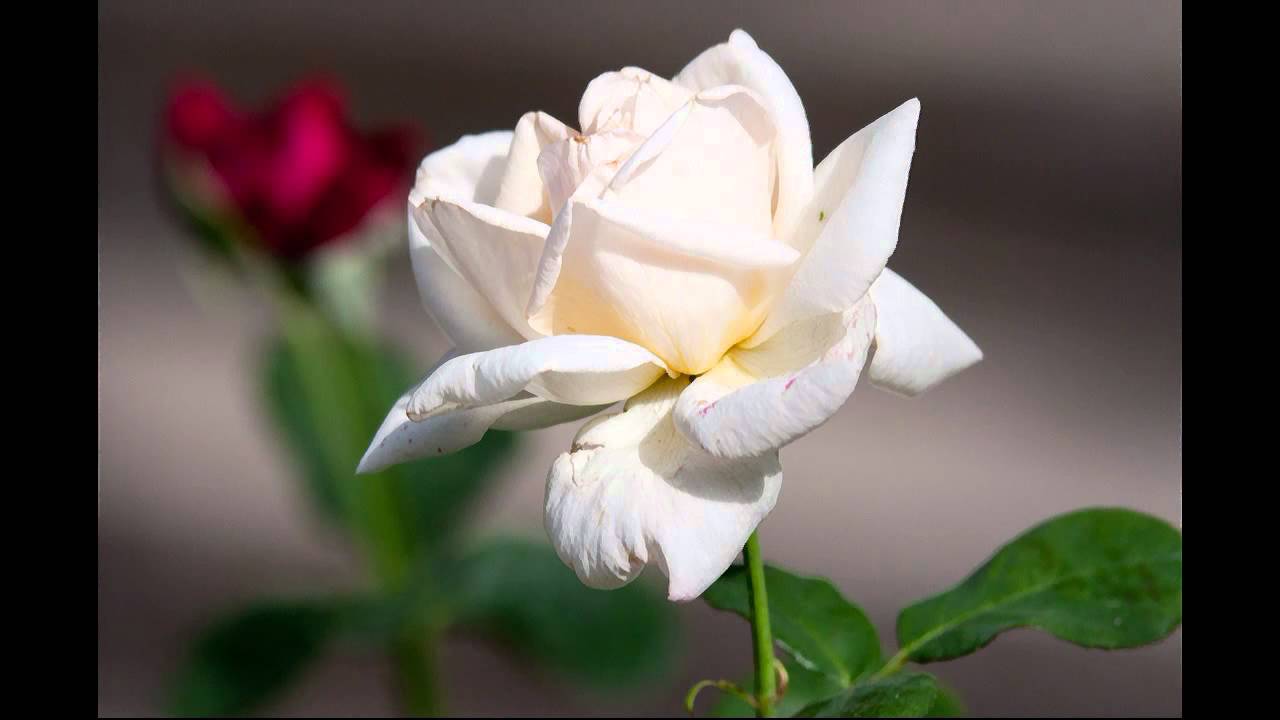 Octavius Winslow - Are you a Bruised Flower? (Christian devotional)