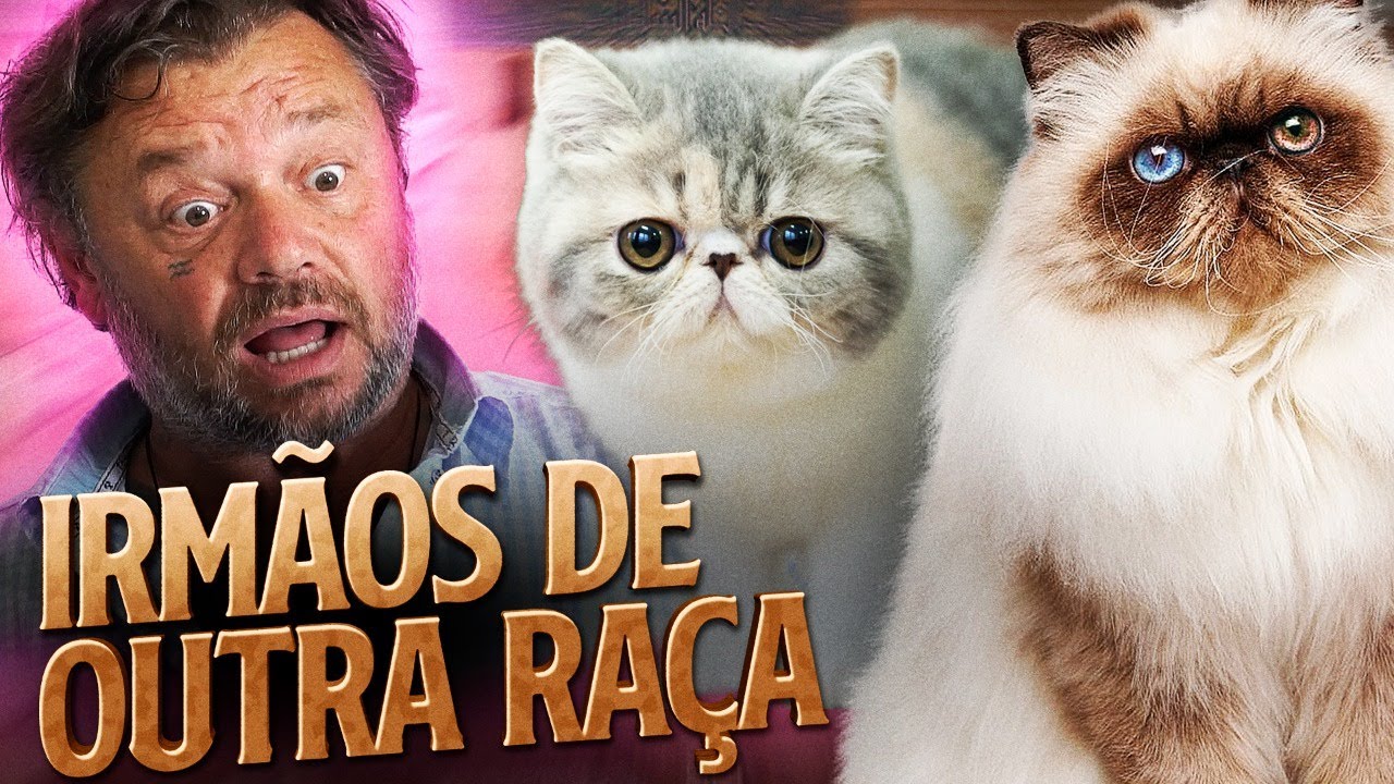 PERSA, HIMALAIA E EXÓTICO, 3 RAÇAS EM 1 ÚNICA MÃE! | RICHARD RASMUSSEN