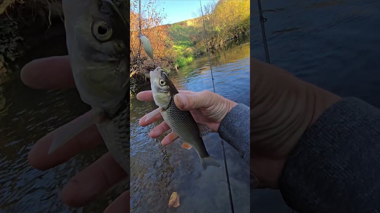 #fishing #chub #spinning #foryou