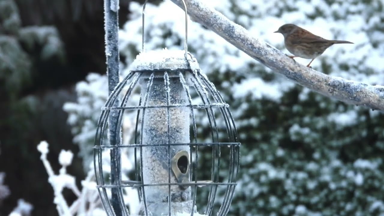 Garden Birds in Winter-Hard Frost  | 4K |  Blackbirds eating berries  |  Small Birds Winter Feeding