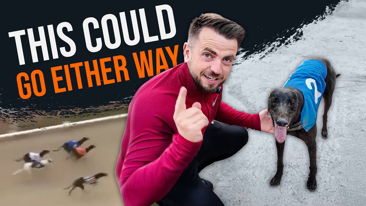 Betting On MY OWN GREYHOUND! | Can My Dog Win Tonight?