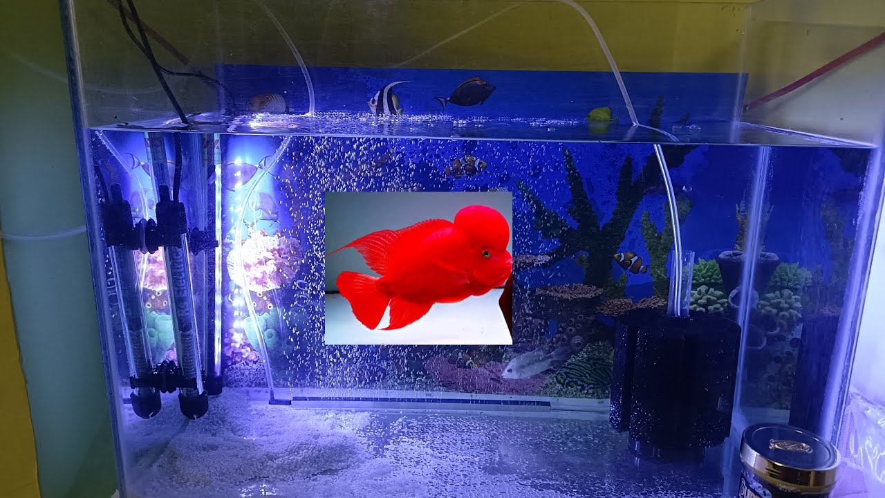 Premium SRM Flowerhorn from Vietnam 🐠 | Tank Setup Reveal 🔥 #SRM #Flowerhorn #Kolathur #aquarium 