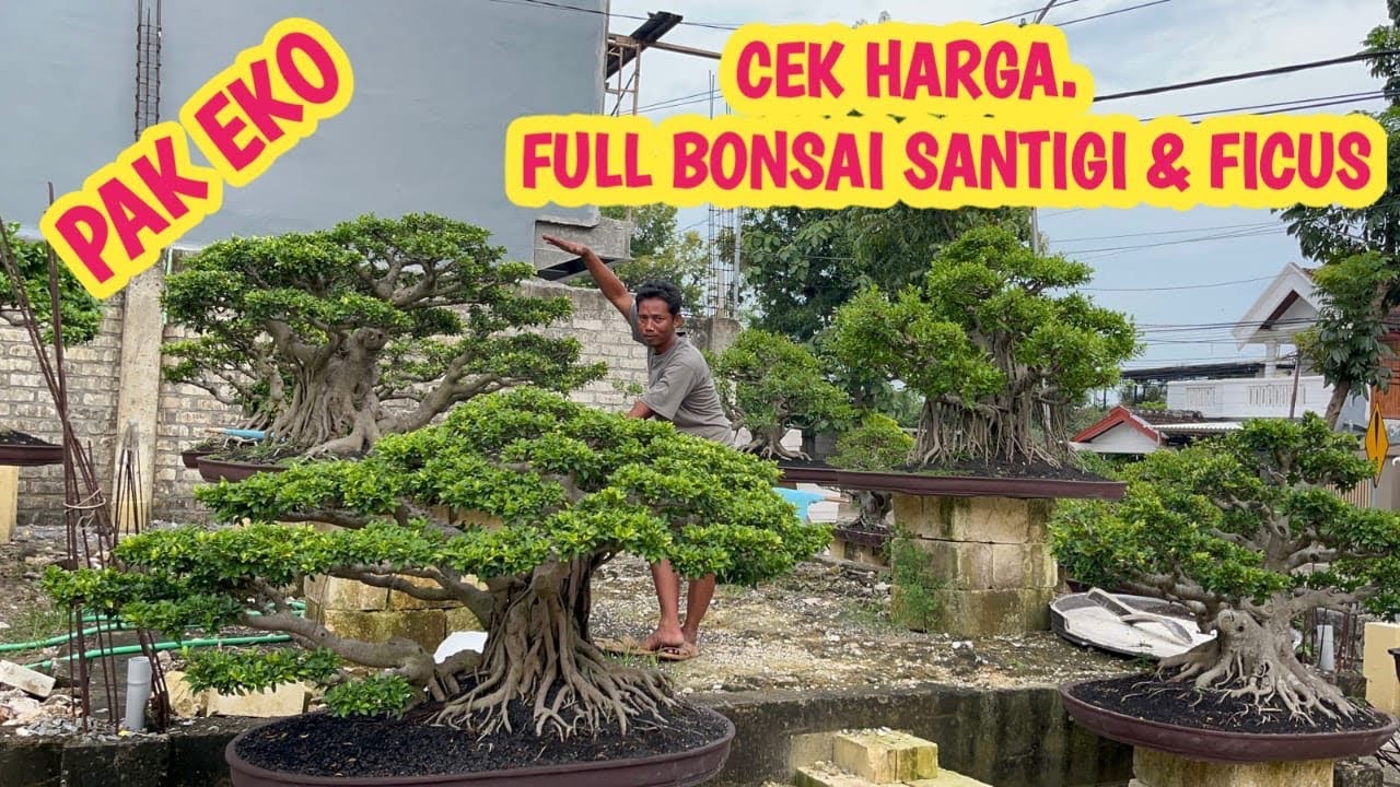 HARGA BONSAI SANTIGI & FICUS, READY STOK📞 0823-3163-8393 @JeckpaeyBonsai91 