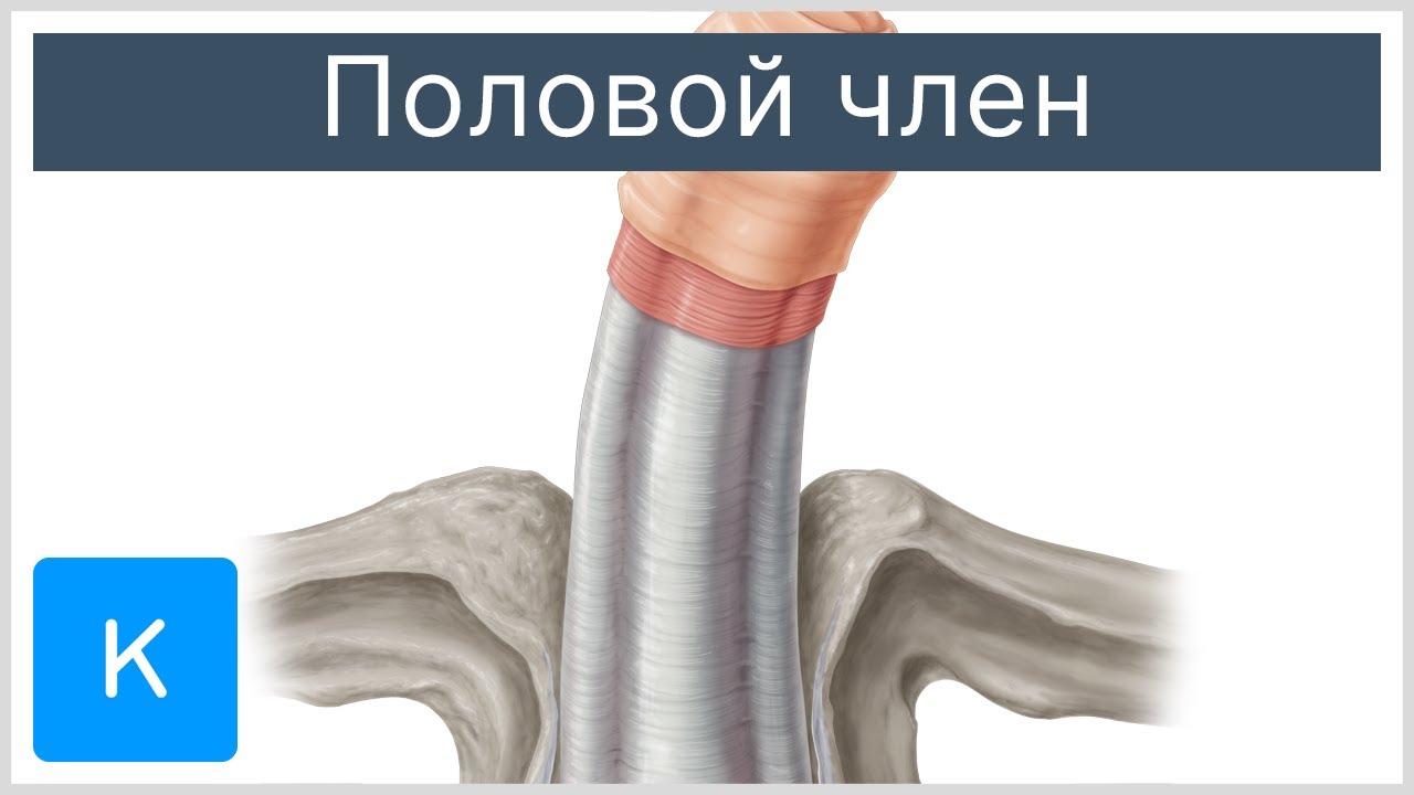 Половой член - Анатомия человека |&nbsp;Kenhub
