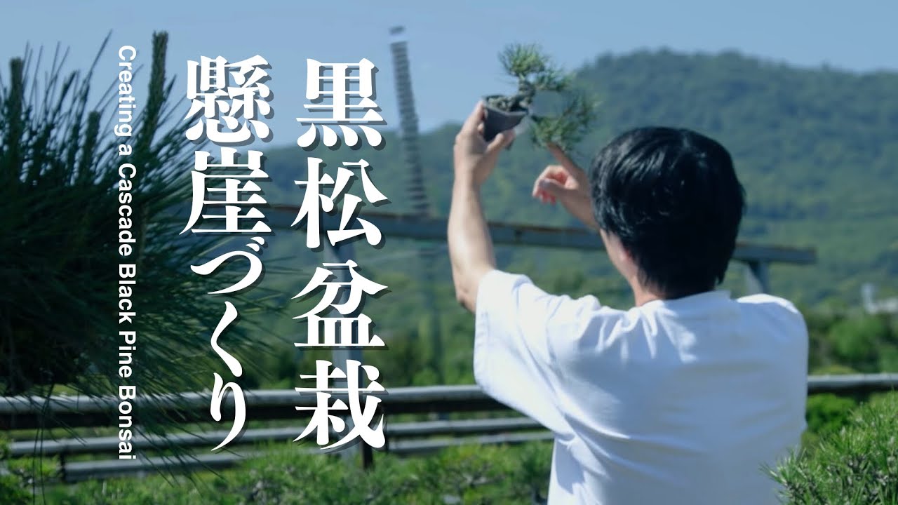黒松盆栽の懸崖づくり