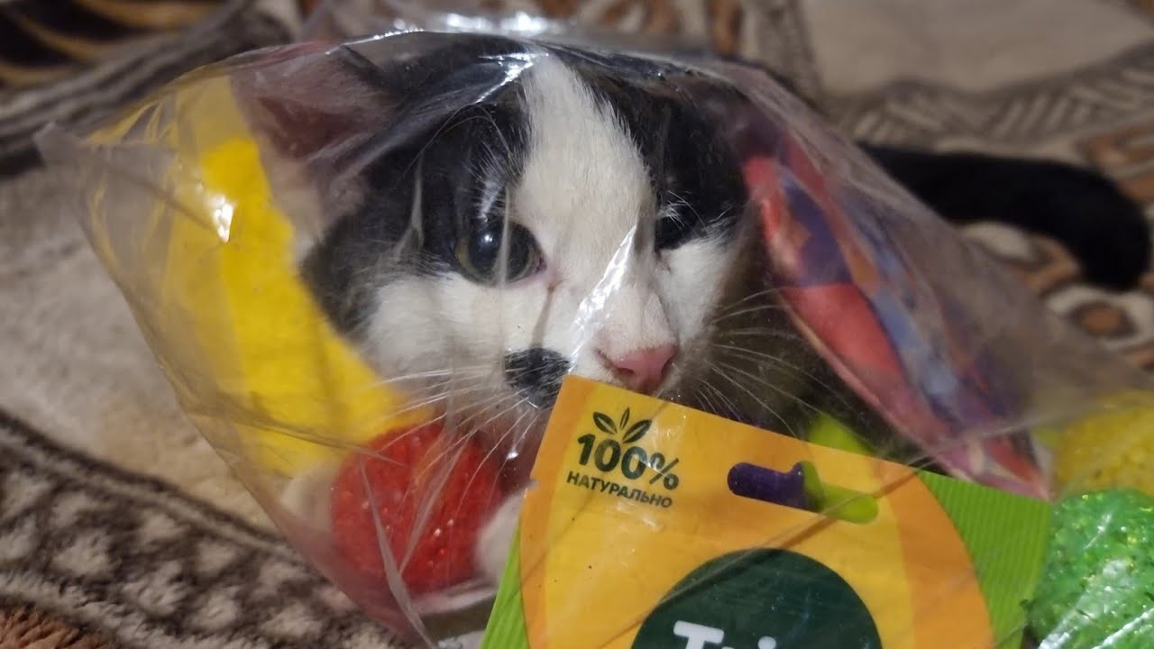 The Murlok cat sent gifts to the kitten Boniface in @Izbushka