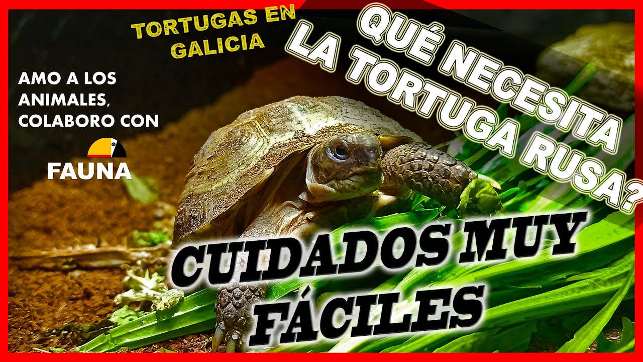 Cuidados de la tortuga rusa 🐢🐢 Testudo Horsfieldii