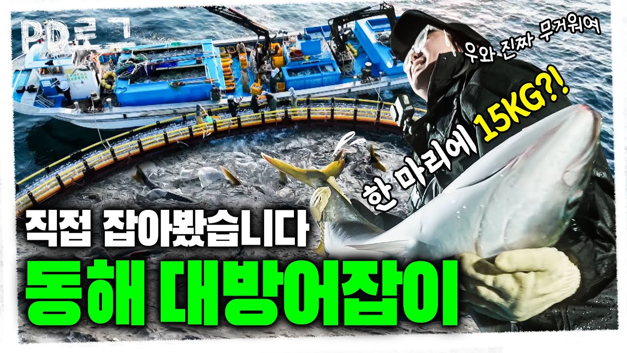 동해 대방어잡이의 모든 것｜PD로그｜80화 - 거친 바다로부터 정밀한 숙성까지, 겨울철 대방어 1/2