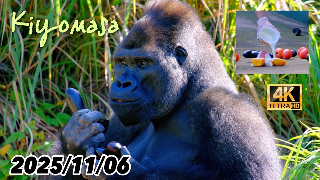 豪華なメニューで盛り上がるゴリラ舎 〜 2025/11/06 木曜日【 東山動植物園 】